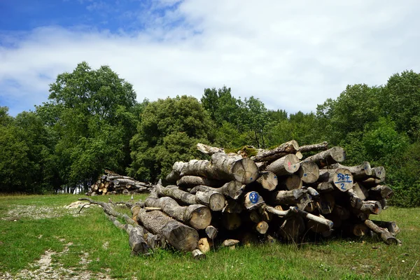 Heap of logs — Stock Photo, Image