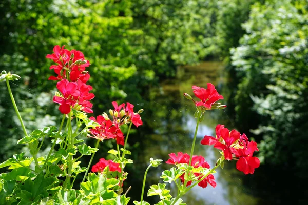 Röd blomma och skogen floden — Stockfoto