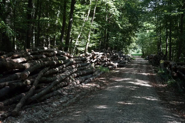 Feldweg und Holzhaufen im Wald — Stockfoto