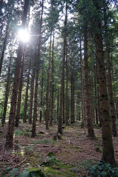 Zon en zonlicht — Stockfoto