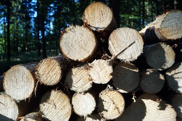 Montón de troncos de madera — Foto de Stock