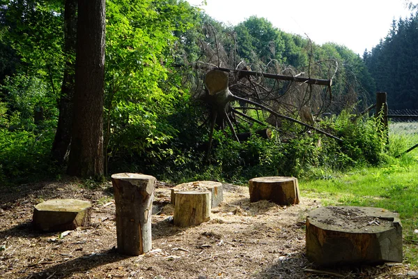 Picnic area and fallen fir-tree in the forest, — Stock Photo, Image