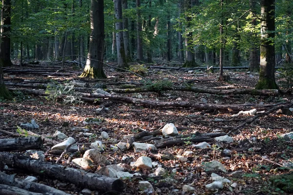 Logs and rocks — Stock Photo, Image