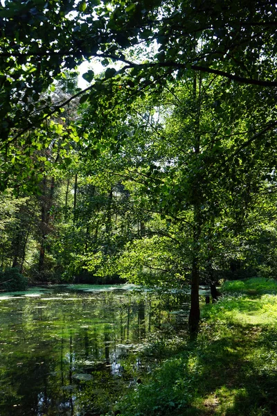 Patika yakın orman göl Swabia, Almanya — Stok fotoğraf
