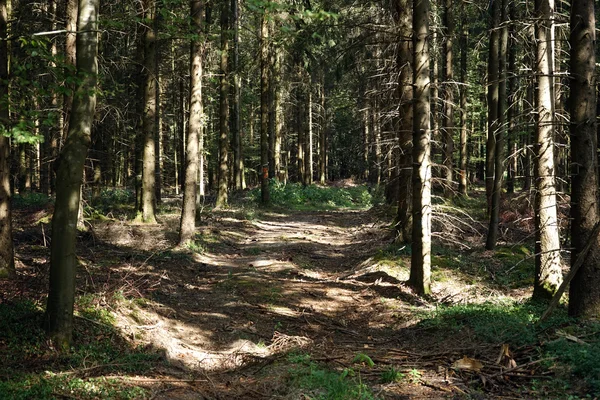 Estrada de terra na floresta de abeto ensolarado — Fotografia de Stock