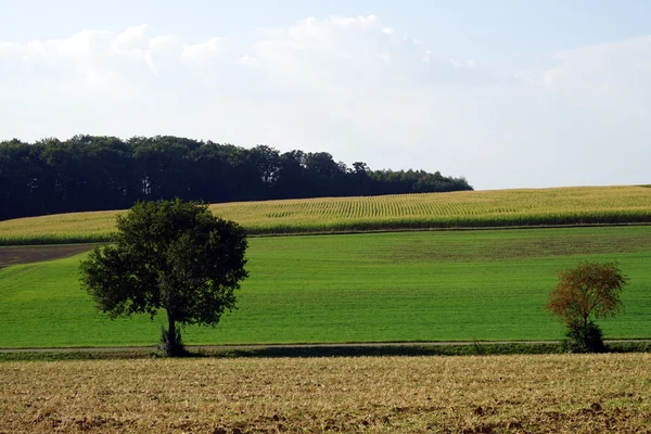 Zemědělská pole a Les — Stock fotografie