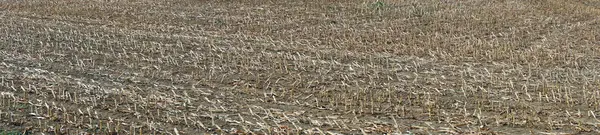 Panorama after harvesting — Stock Photo, Image