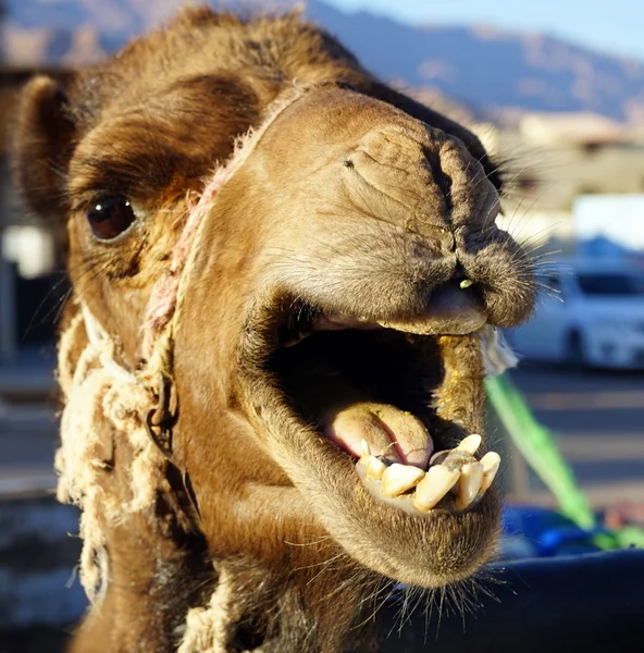 Head of camel — Stock Photo, Image