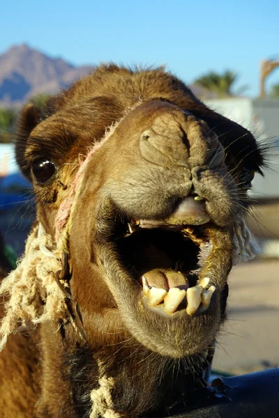 Head of camel — Stock Photo, Image