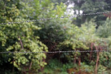 Dikenli tel ve ıslak örümcek net