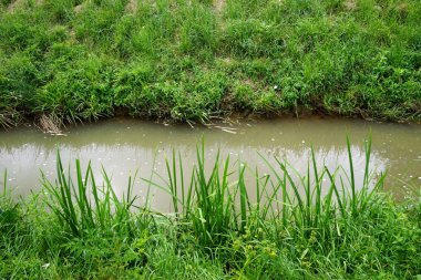 Kanal ve yeşil çimen