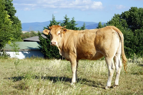 Cherchant vache sur la prairie — Photo