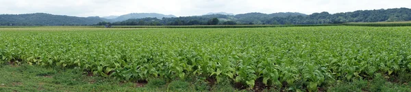 Bomen en tabak groen veld — Stockfoto