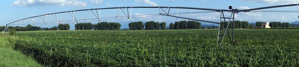 Irrigatie op het gebied van groene tabak — Stockfoto