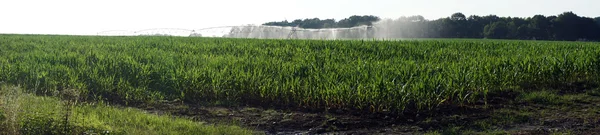 Riego en el campo verde — Foto de Stock