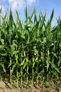 Yeşil mısır tarlası
