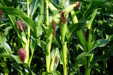 Mısır tarlasında İsviçre