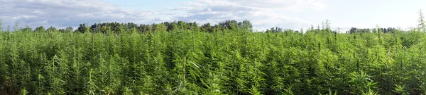Panorama de campo con marihuana verde — Foto de Stock