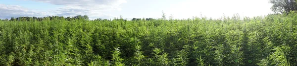 Panorama de campo fsrm con marihuana — Foto de Stock