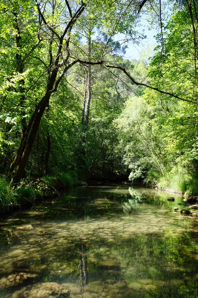 Forerst river Caramy — Stock Photo, Image