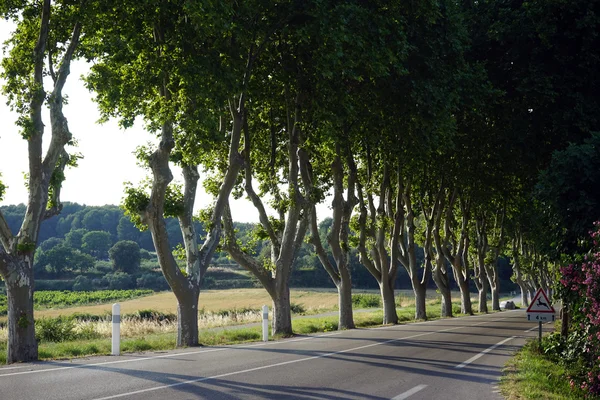 Wiersze w pobliżu asfaltową drogą w Francji — Zdjęcie stockowe