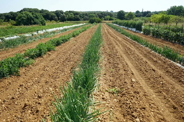 Hagyma mező Dél-Franciaországban — Stock Fotó