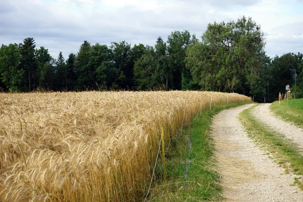 Пшеничное поле в Швейцарии — стоковое фото