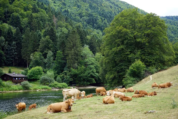 Manada de vacas — Fotografia de Stock