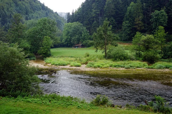 Nehir ve orman — Stok fotoğraf