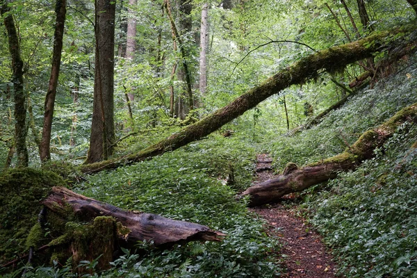 森の中の歩道は — ストック写真