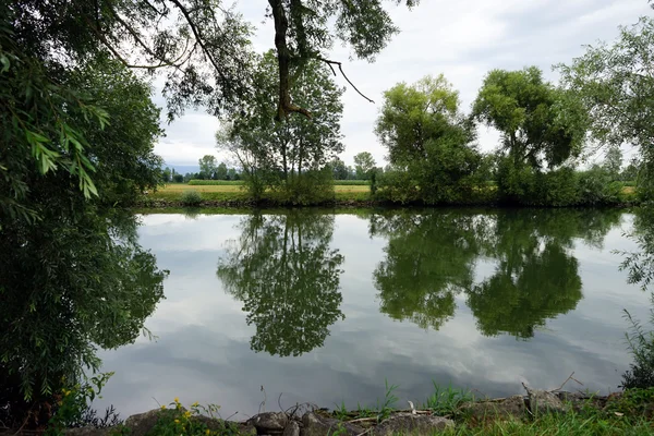 Grandes árboles y río — Foto de Stock