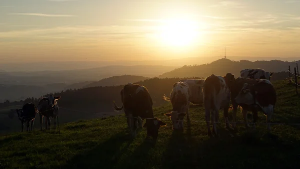 Vacas e pôr do sol — Fotografia de Stock