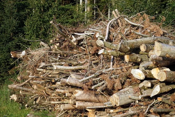 Dřevo na podpal v lese — Stock fotografie