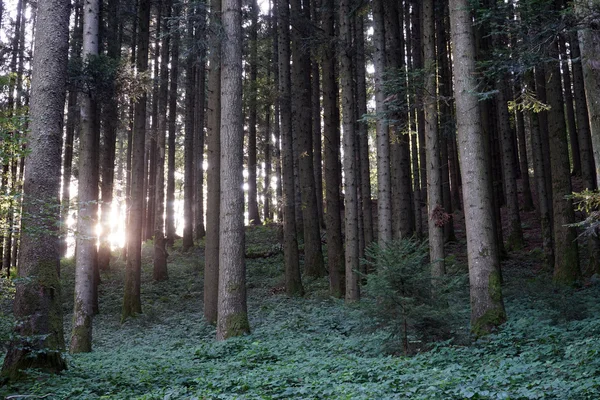 Bosque de pino — Foto de Stock