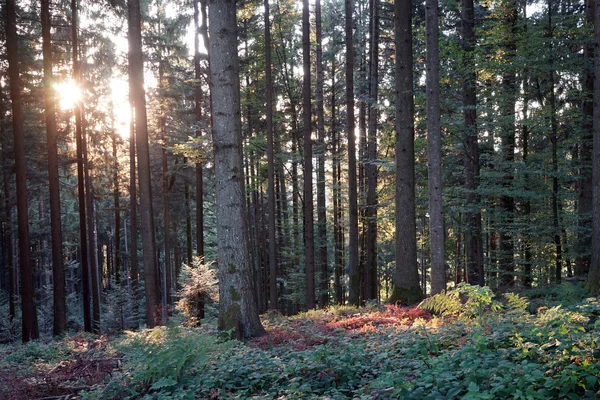 Solljus i skogen — Stockfoto