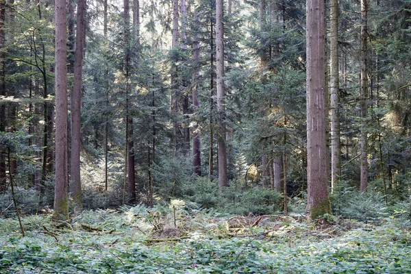 Bosque de pino — Foto de Stock