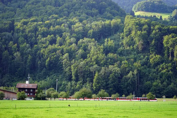 İsviçre tren ve orman — Stok fotoğraf