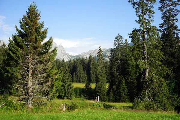 스위스 산에 전나무 나무 — 스톡 사진