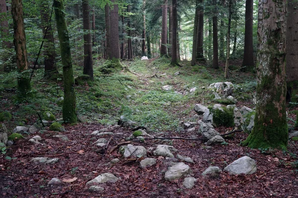 Forêt de pins — Photo