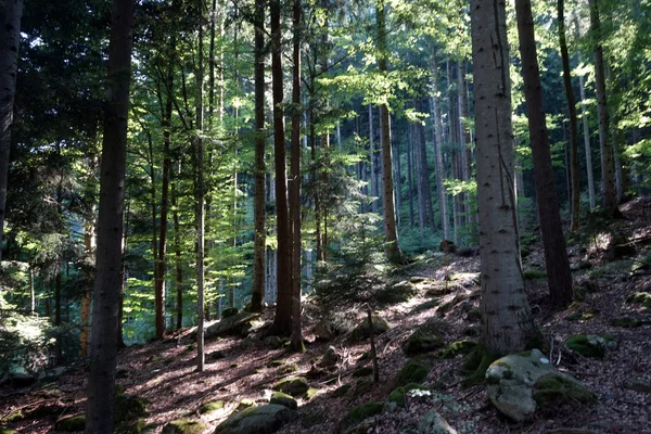 I skogen — Stockfoto