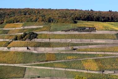 Rdesheim am Rhein, Almanya 'nın Ren Vadisi' nde yer alan bir şehirdir.