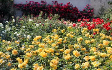 Bahçede arka plan olarak güzel güller