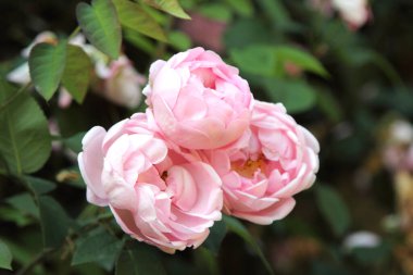 Bahçede arka plan olarak güzel güller