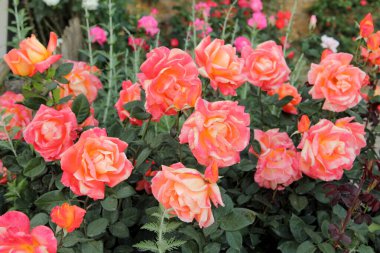 Bahçede arka plan olarak güzel güller