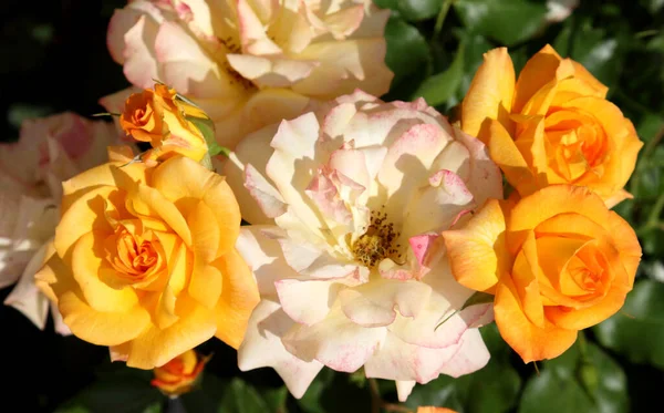 Belles Roses Jaunes Dans Jardin Comme Fond — Photo