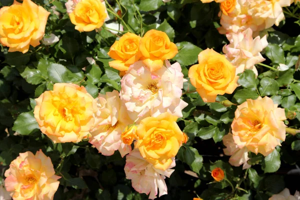 Belles Roses Jaunes Dans Jardin Comme Fond — Photo