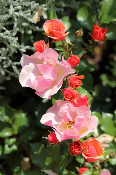 Belles Roses Dans Jardin Comme Fond — Photo