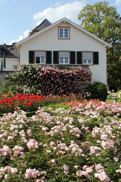 Rose Garden Castle Eltville Rhein Hesse Germany — Stock Photo, Image