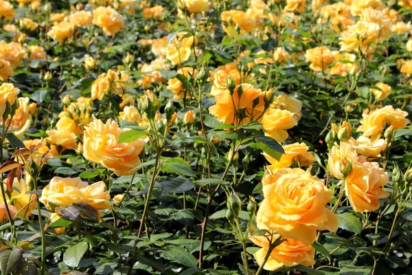 Belles Roses Dans Jardin Comme Fond — Photo