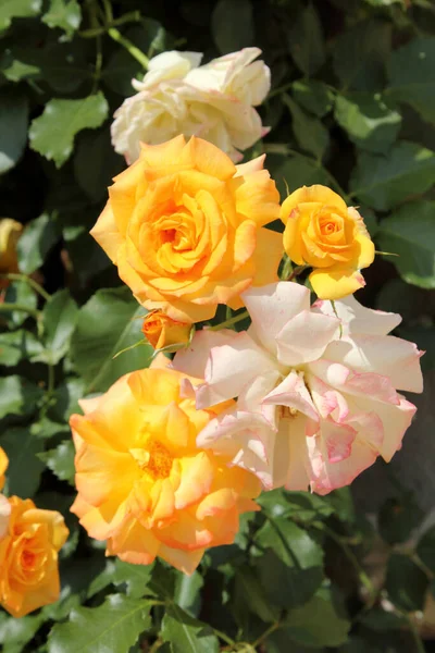 Belles Roses Dans Jardin Comme Fond — Photo